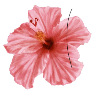 Deem A - Case Western Babysitter