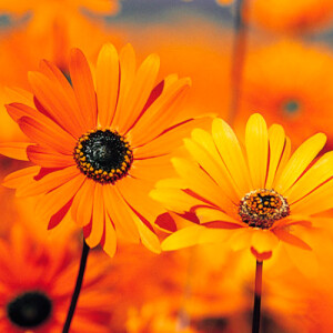 Isabelle C - Moody Bible Institute Babysitter