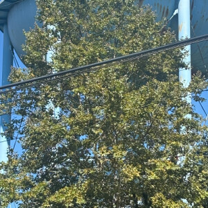 Gabriella H - Queens College Babysitter