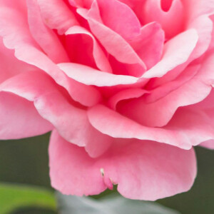 Maa D - University of Oregon Babysitter