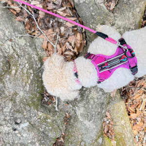 Tracey E - HPU Babysitter