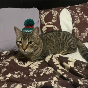 Madison F - UIUC Babysitter