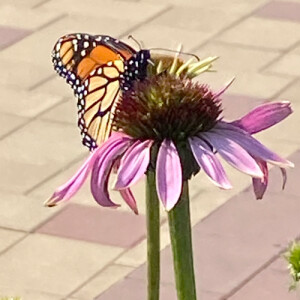 Evelin G - UAlbany Babysitter