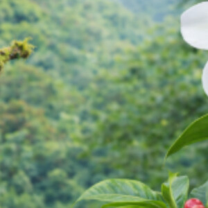 Irma A - Olympic College Babysitter