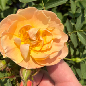 Amy J - Augie Babysitter