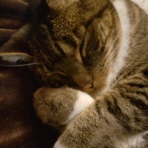 Allison B - SVSU Babysitter