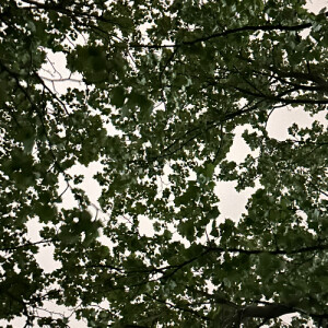 Lal F - IUPUI Babysitter