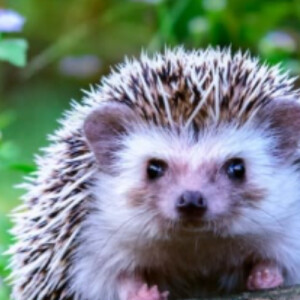 Jessica F - JMU Babysitter