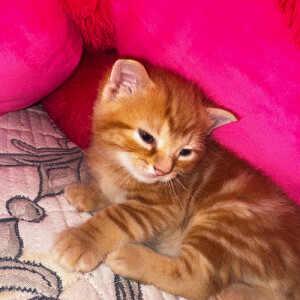 Mafia F - SFSU  Babysitter