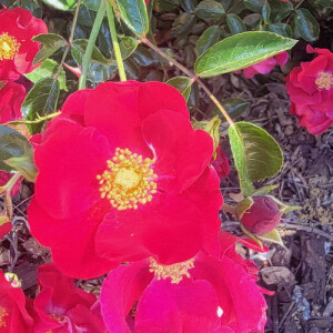 Hayley O - Sierra Babysitter