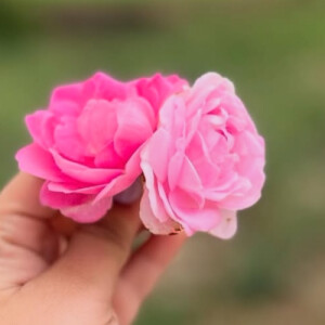 Aneri B - Chippewa Valley Technical College Babysitter