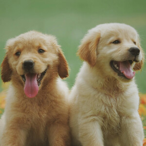 Niraj K - Caldwell Babysitter