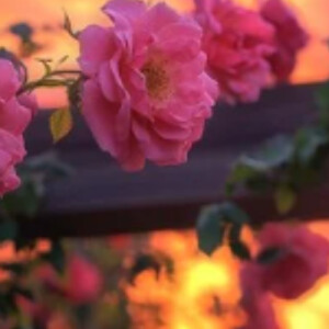 Wendy J - A-B Tech Babysitter