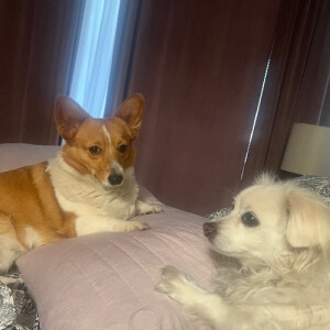 Jennifer H - Whittier Babysitter