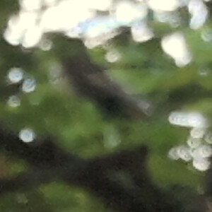 Roqya N - Wayne State Babysitter