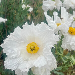 Chloe V - Cal State San Marcos Babysitter