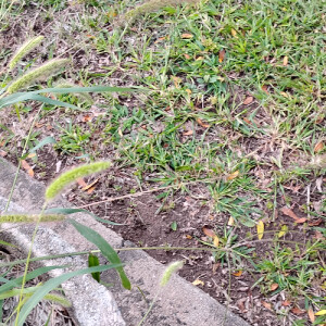 Claudia M - Manchester Community College (CT) Babysitter