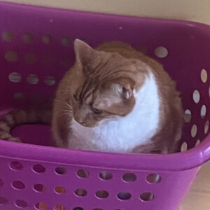 Hailey P - Bridgewater Babysitter