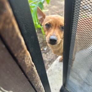 Breanna A - CSUMB Babysitter