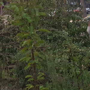 Kalkidan R - Caldwell Babysitter