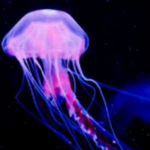 Sasha H - Sinclair Babysitter