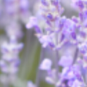 Megan H - UIUC Babysitter