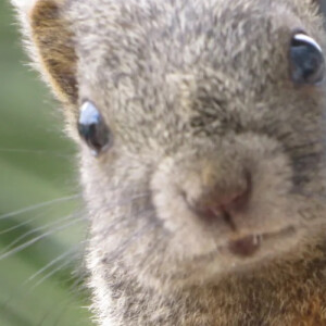 Qingwen L - CCSU Babysitter