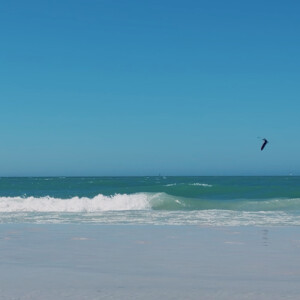 Jesenia C - USF Babysitter