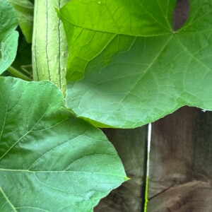 KIM L - Lone Star College- Tomball Babysitter