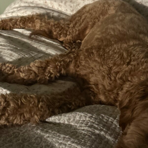 Mary S - URI Babysitter