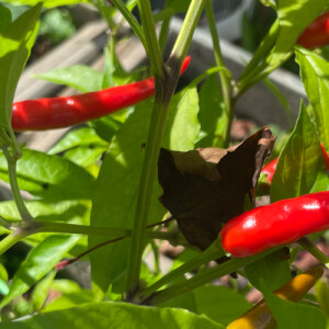 Kritika S - Youngstown State Babysitter