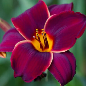 Andie A - TAMU-CC Babysitter