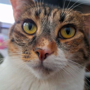 Adelina M - San Diego Babysitter